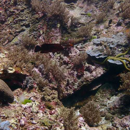 Koh Bon Similan Islands, Thailand