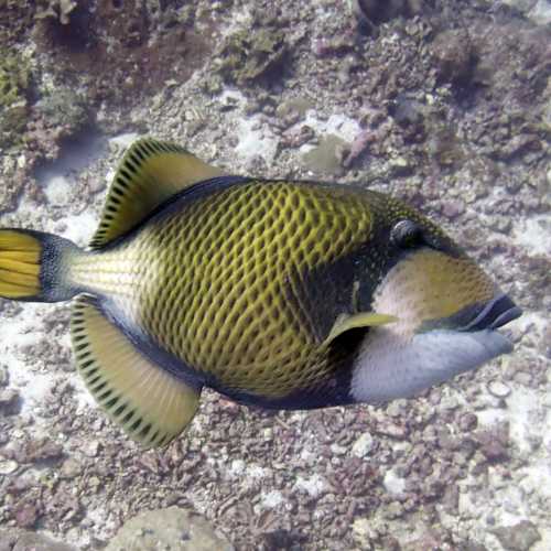 Koh Bon Similan Islands, Thailand