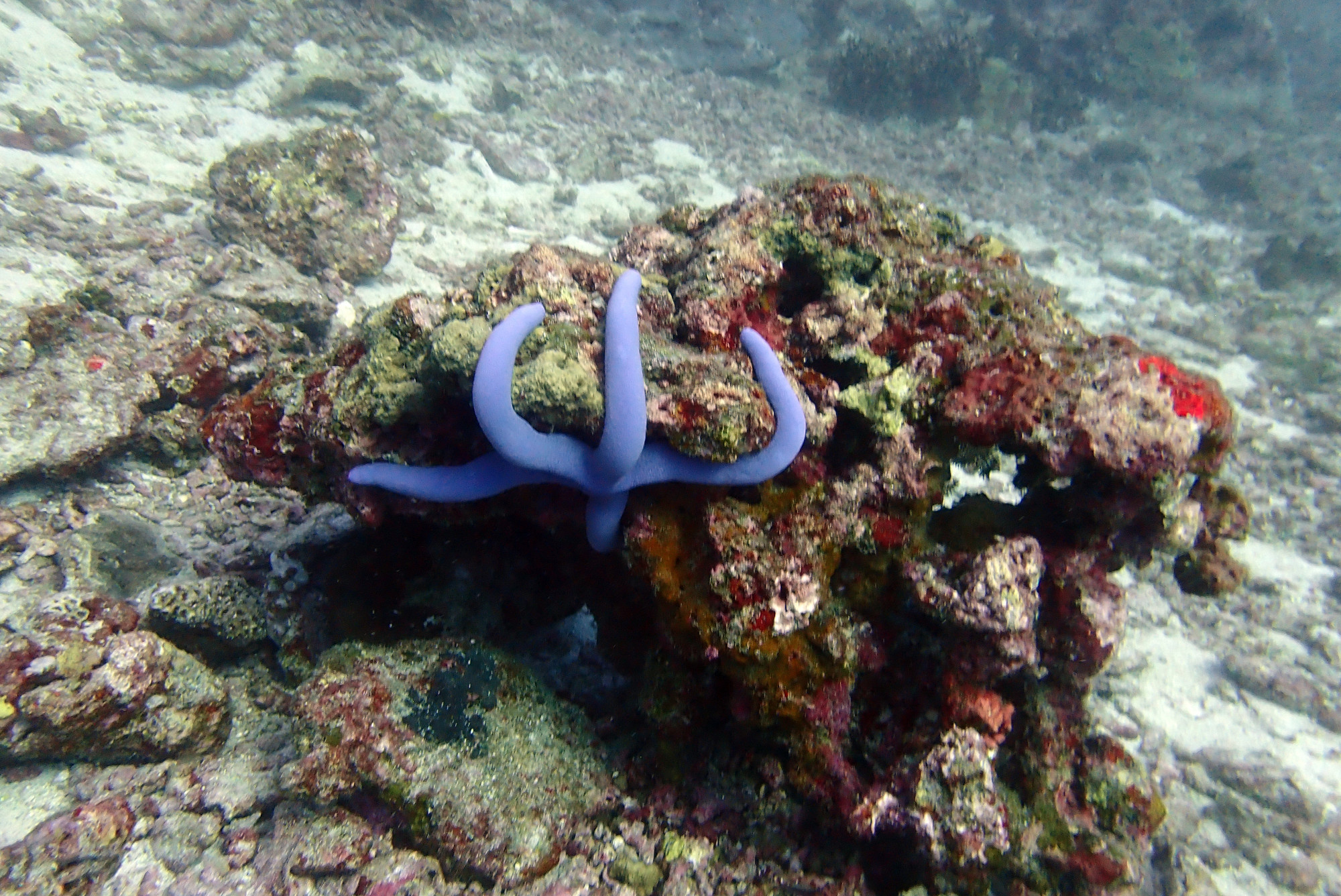 Koh Bon Similan Islands, Thailand