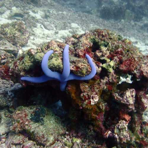 Koh Bon Similan Islands, Таиланд