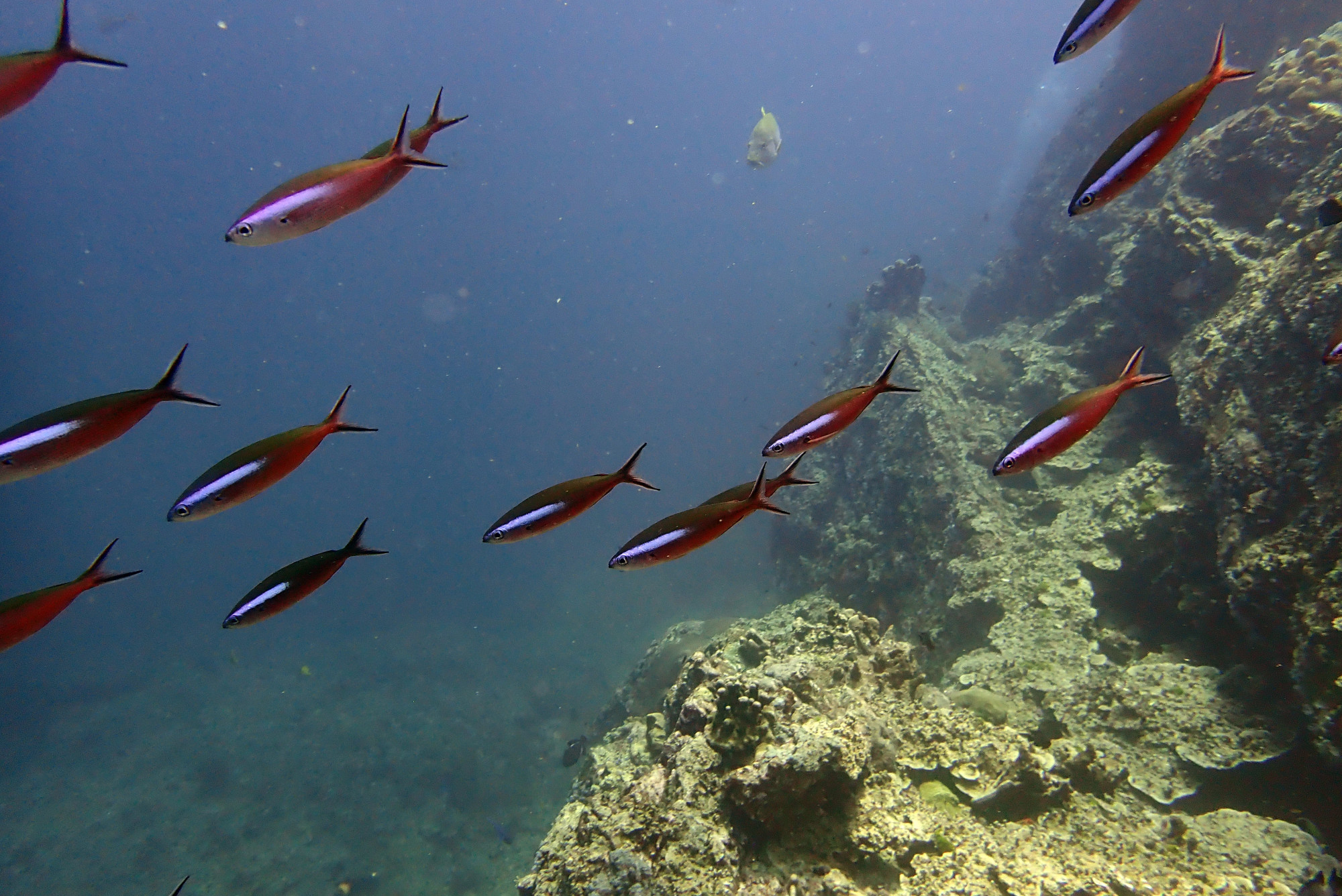 Koh Bon Similan Islands, Thailand