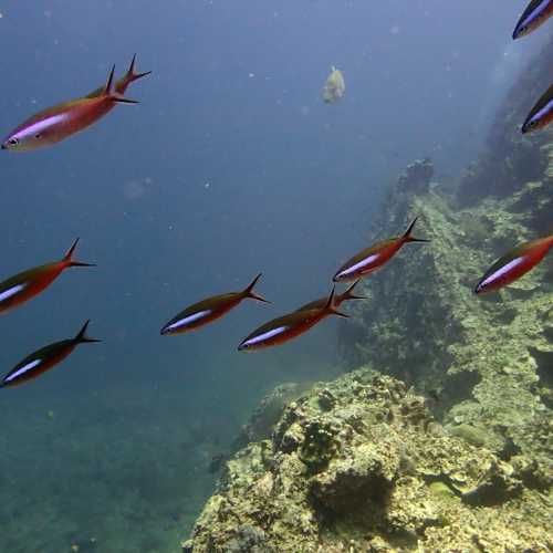 Koh Bon Similan Islands, Thailand