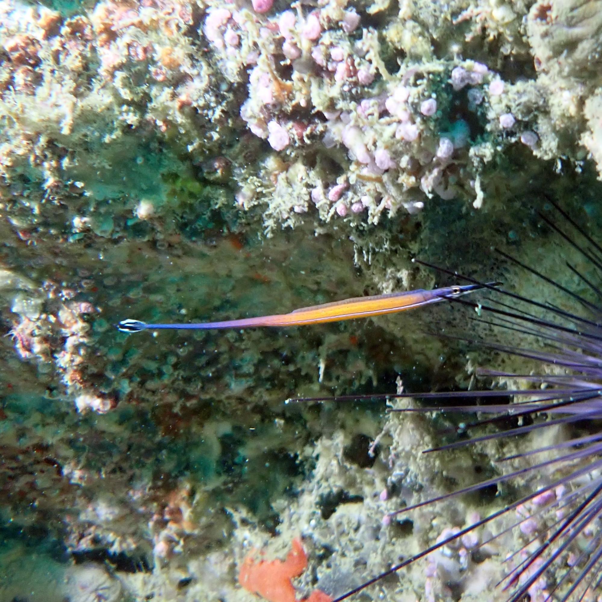 Koh Rang Nang, Таиланд