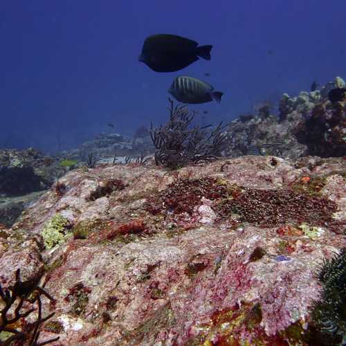 Koh Bon Similan Islands, Thailand