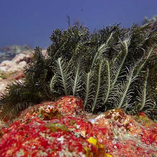 Koh Bon Similan Islands, Thailand