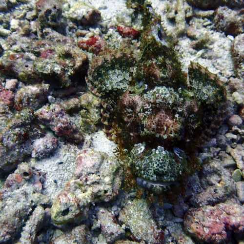 scorpion Fish