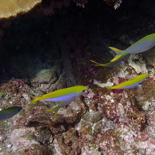 Koh Bon Similan Islands, Thailand