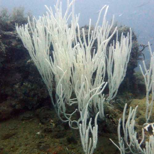 HMTS Khram - Dive Site, Thailand