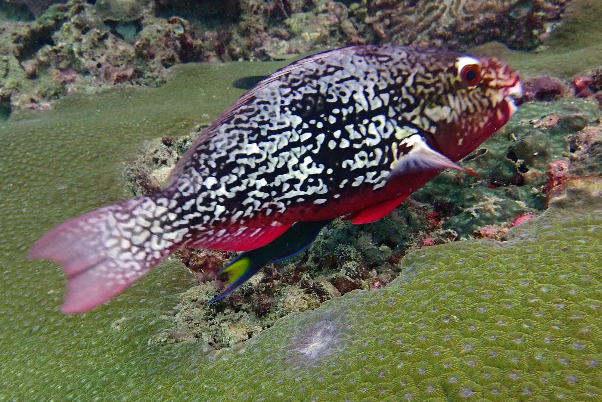 Turtle Rock, Таиланд