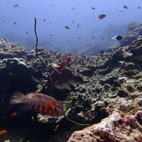 Koh Bon Similan Islands, Thailand