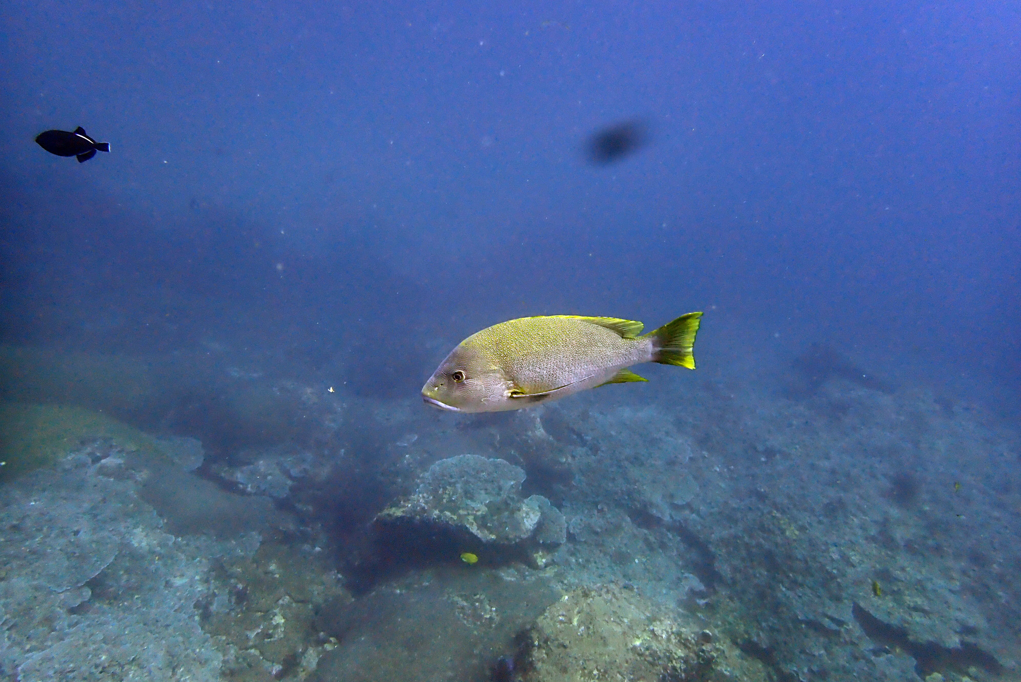 Koh Bon Similan Islands, Thailand