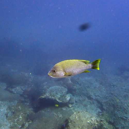 Koh Bon Similan Islands, Thailand