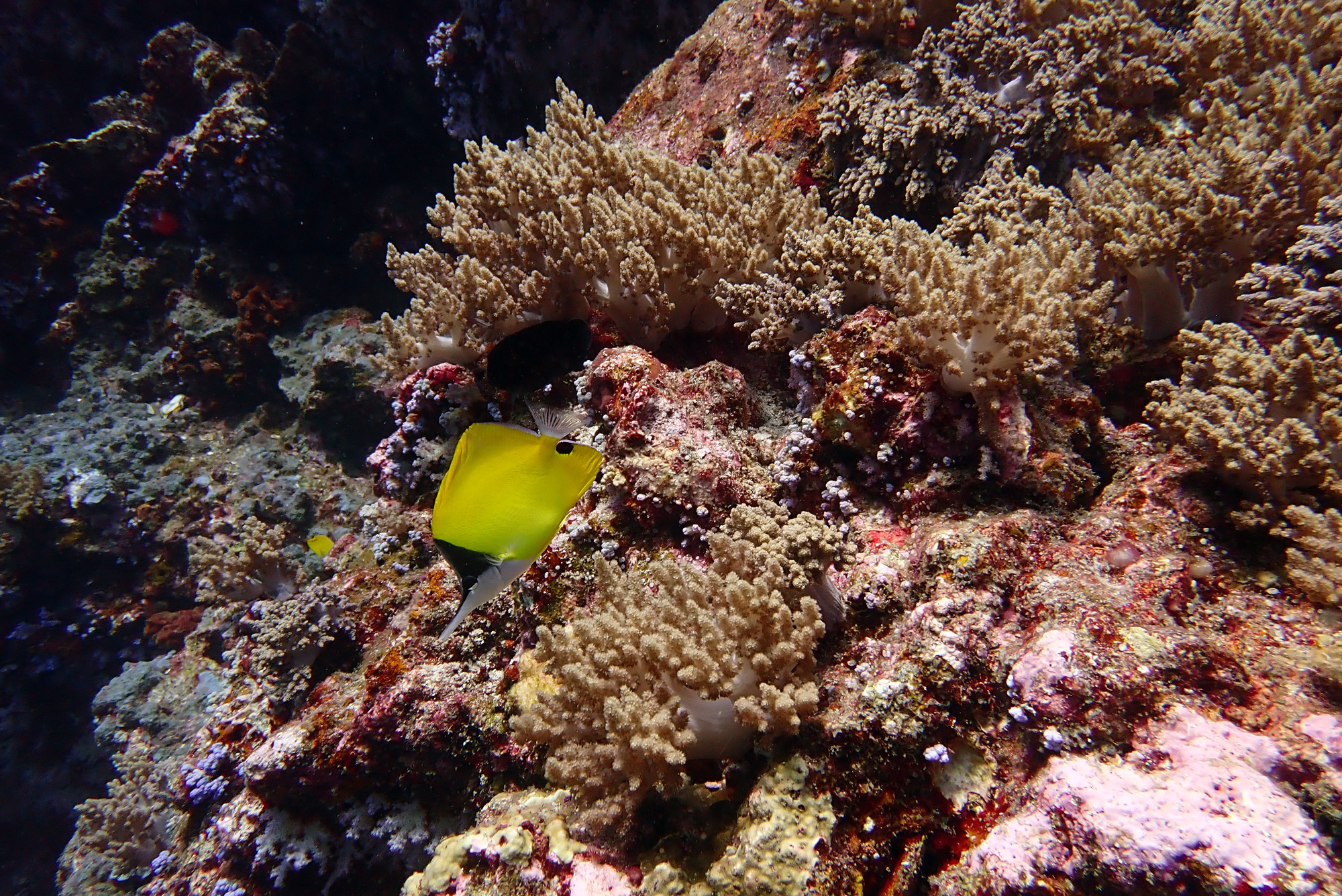 Koh Bon Similan Islands, Thailand