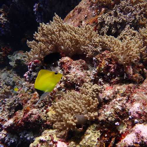 Koh Bon Similan Islands, Thailand