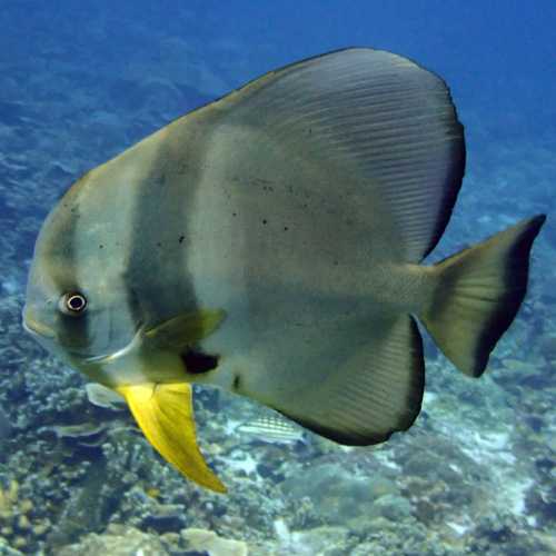 Koh Bon Similan Islands, Thailand