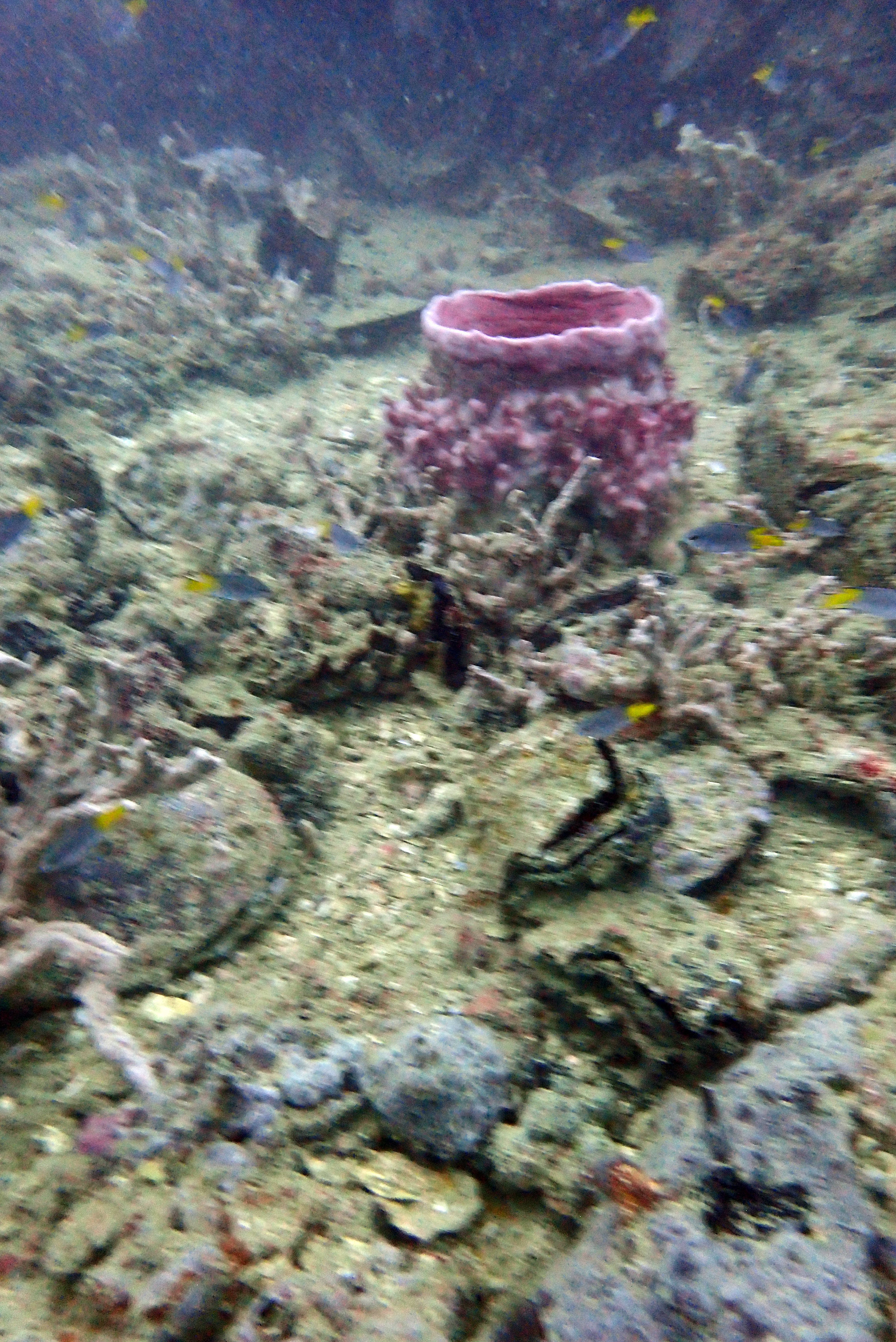 HMTS Khram - Dive Site, Thailand