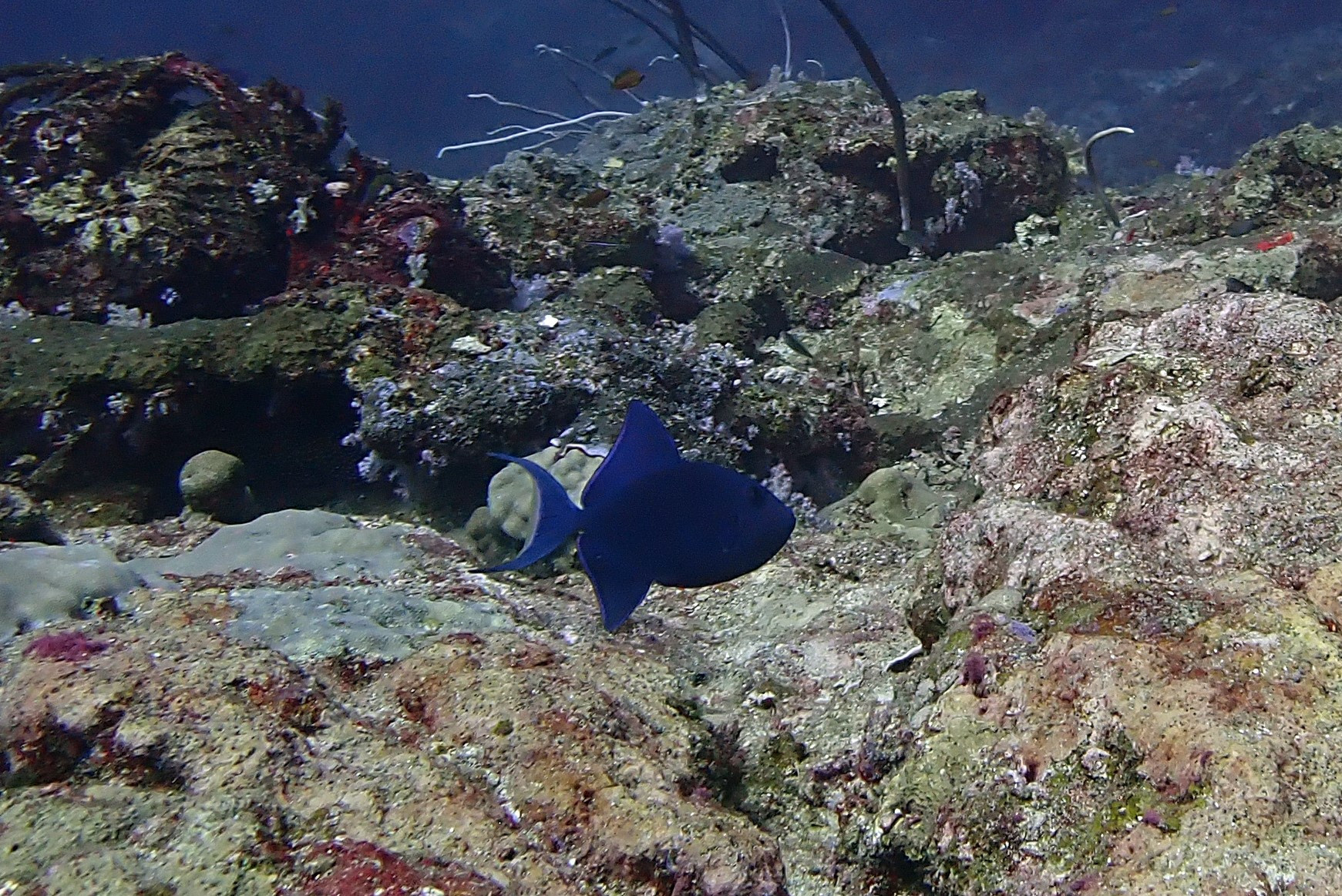 Koh Bon Similan Islands, Thailand