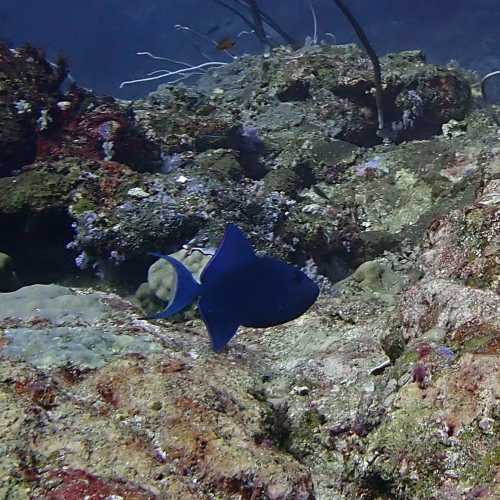 Koh Bon Similan Islands, Thailand