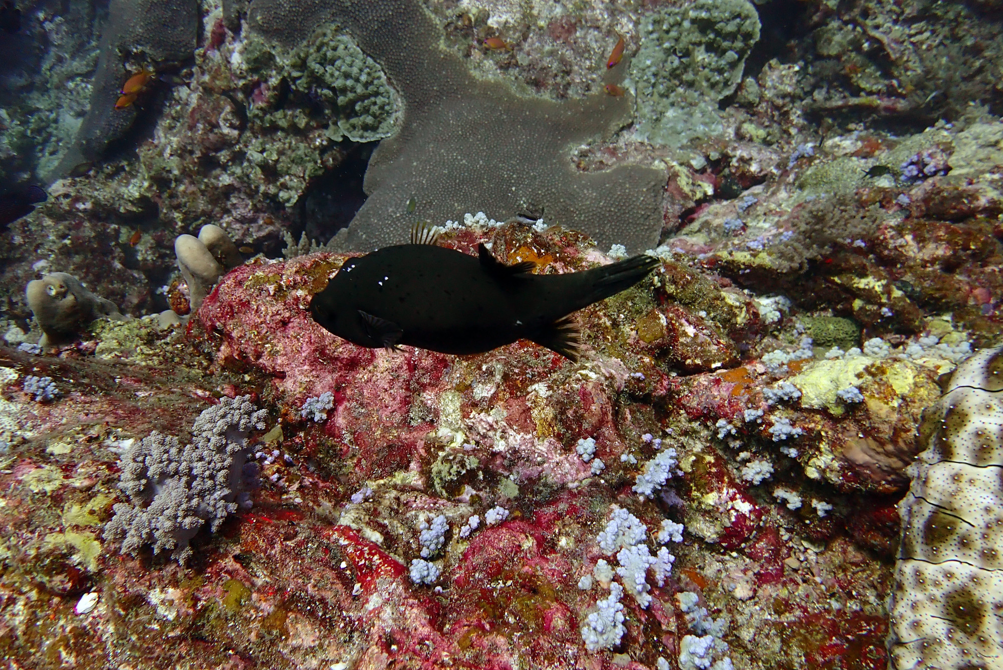 Koh Bon Similan Islands, Thailand