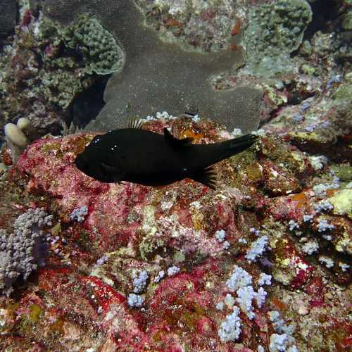 Koh Bon Similan Islands, Thailand