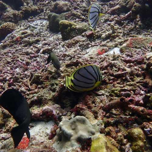 Koh Bon Similan Islands, Thailand