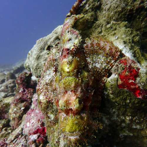 Koh Bon Similan Islands, Thailand