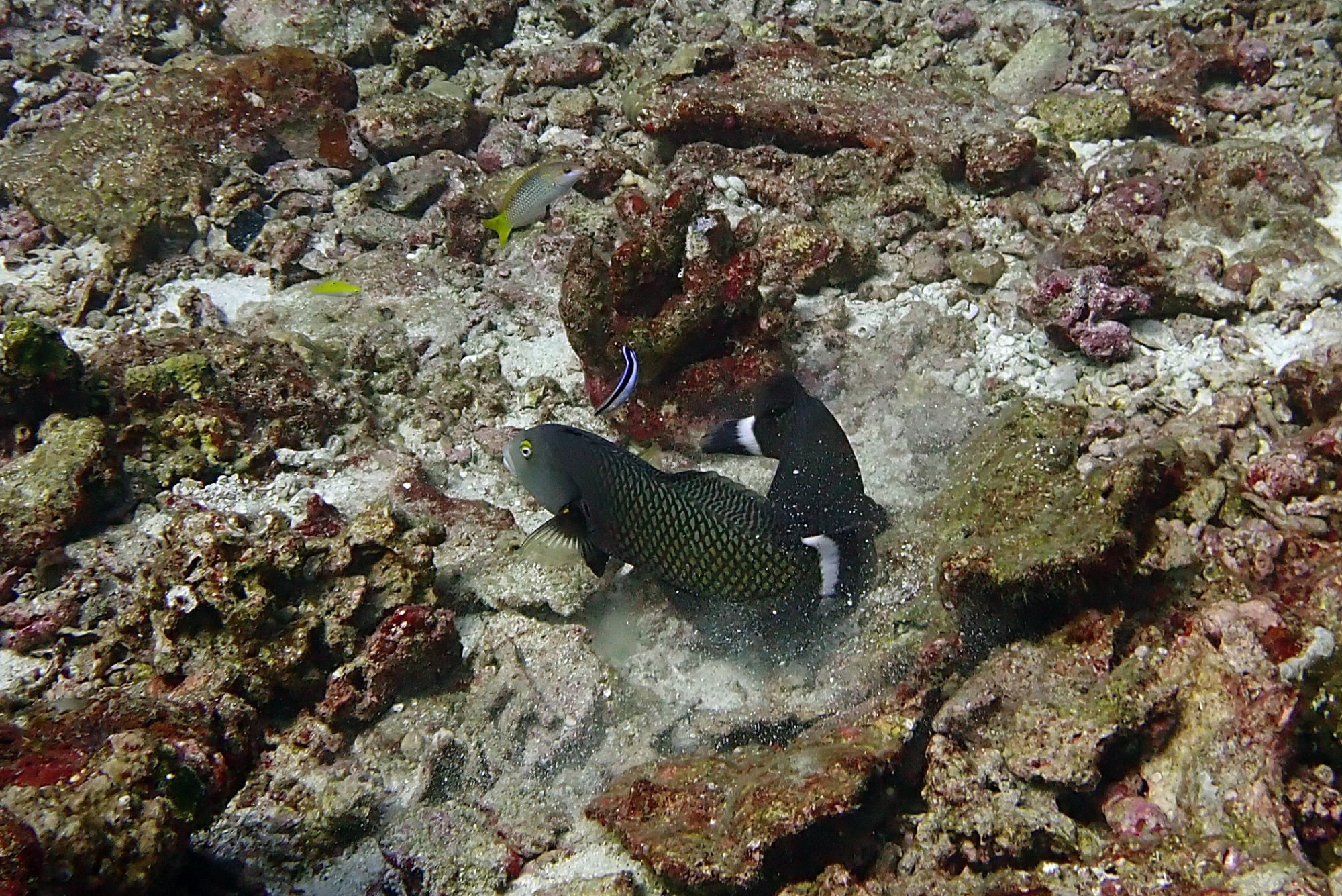 Koh Bon Similan Islands, Thailand