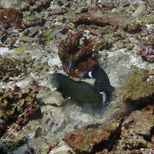 Koh Bon Similan Islands, Thailand