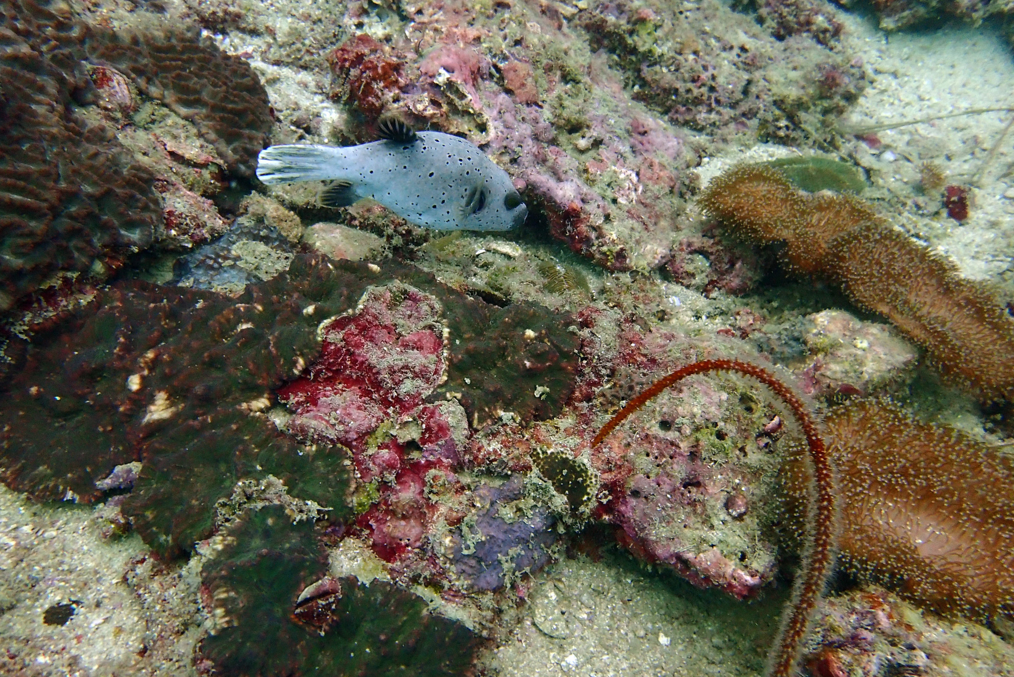 Seal Faced Puffer Fish