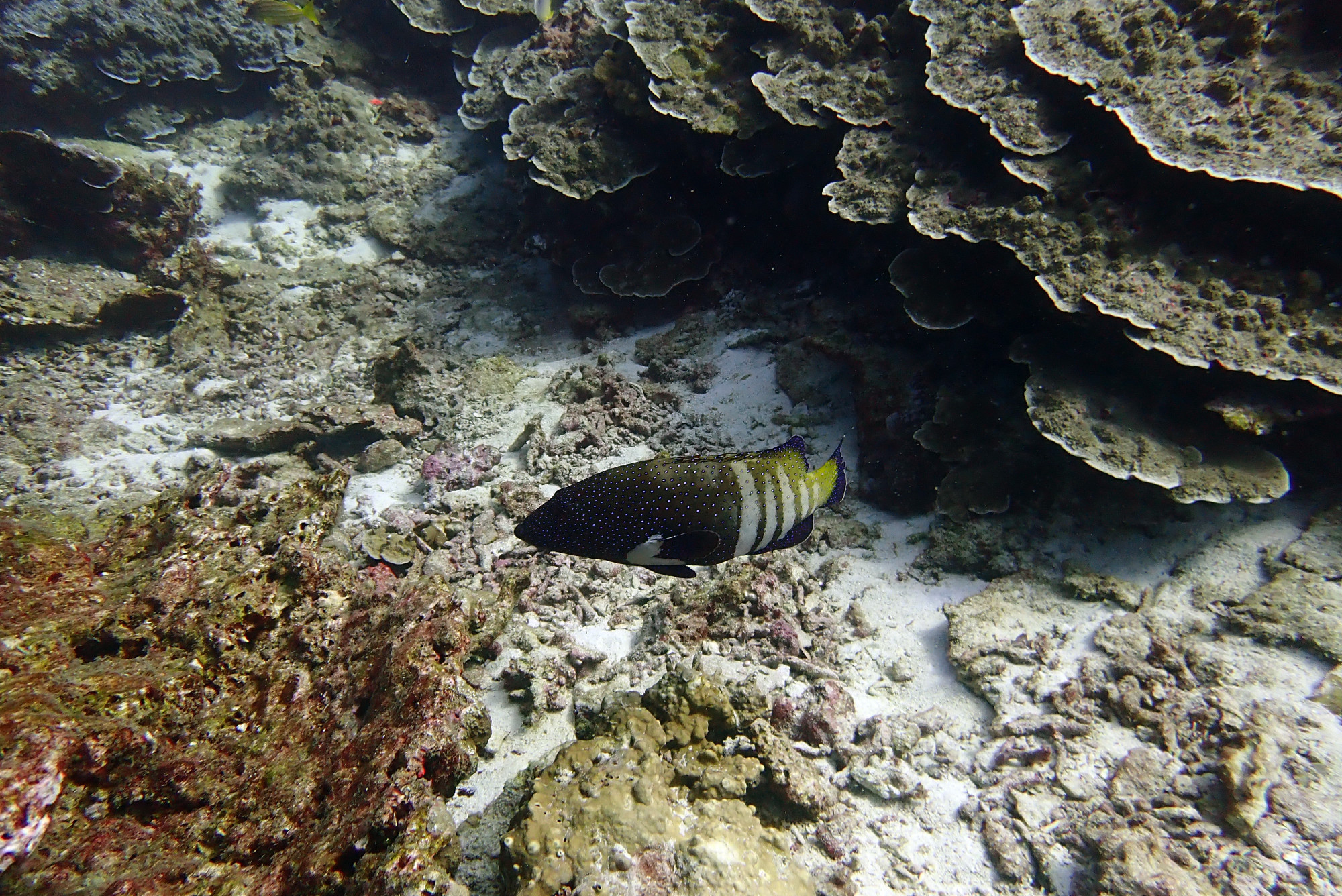 Koh Bon Similan Islands, Thailand