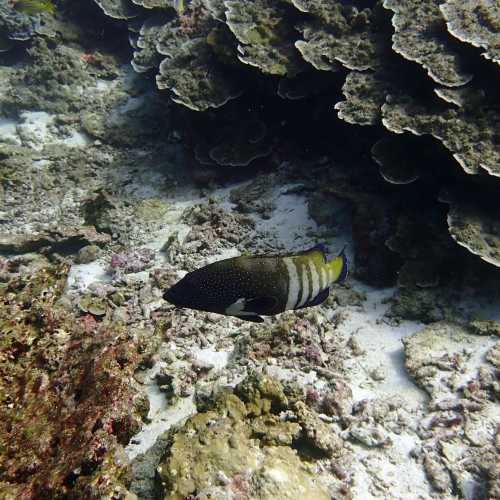 Koh Bon Similan Islands, Thailand