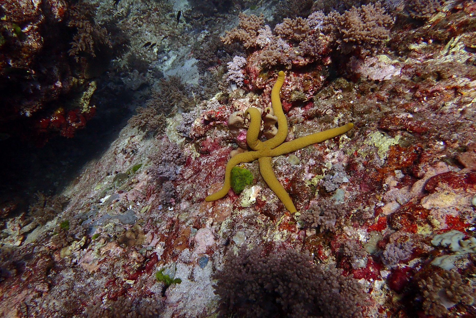 Koh Bon Similan Islands, Таиланд