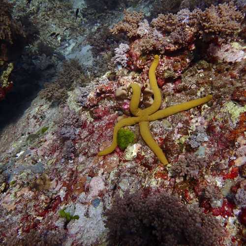 Koh Bon Similan Islands, Thailand