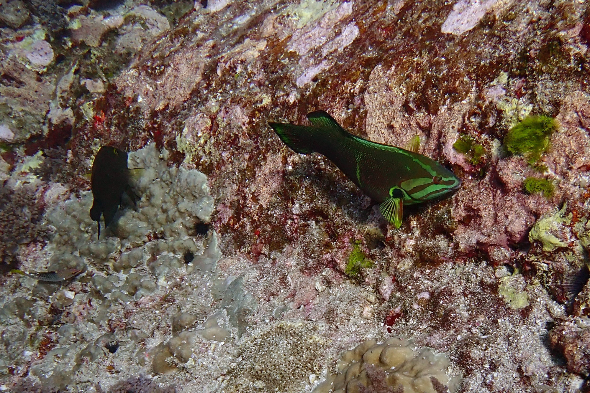 Koh Bon Similan Islands, Thailand