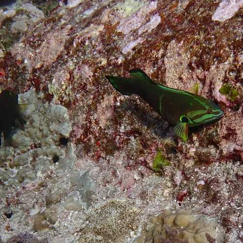 Koh Bon Similan Islands, Thailand