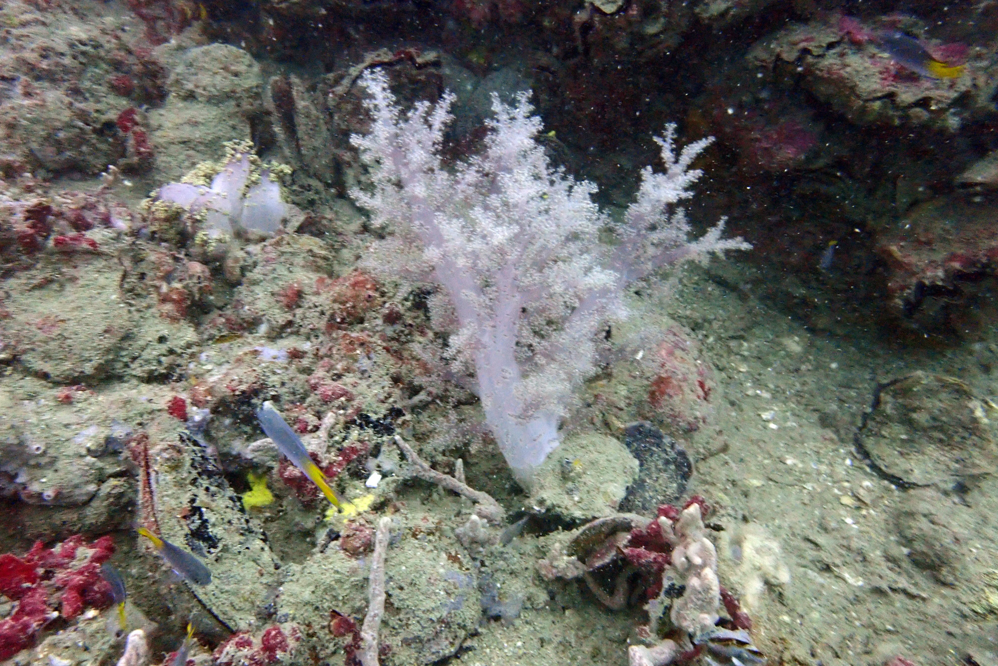 HMTS Khram - Dive Site, Thailand