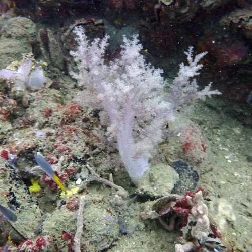 HMTS Khram - Dive Site, Thailand