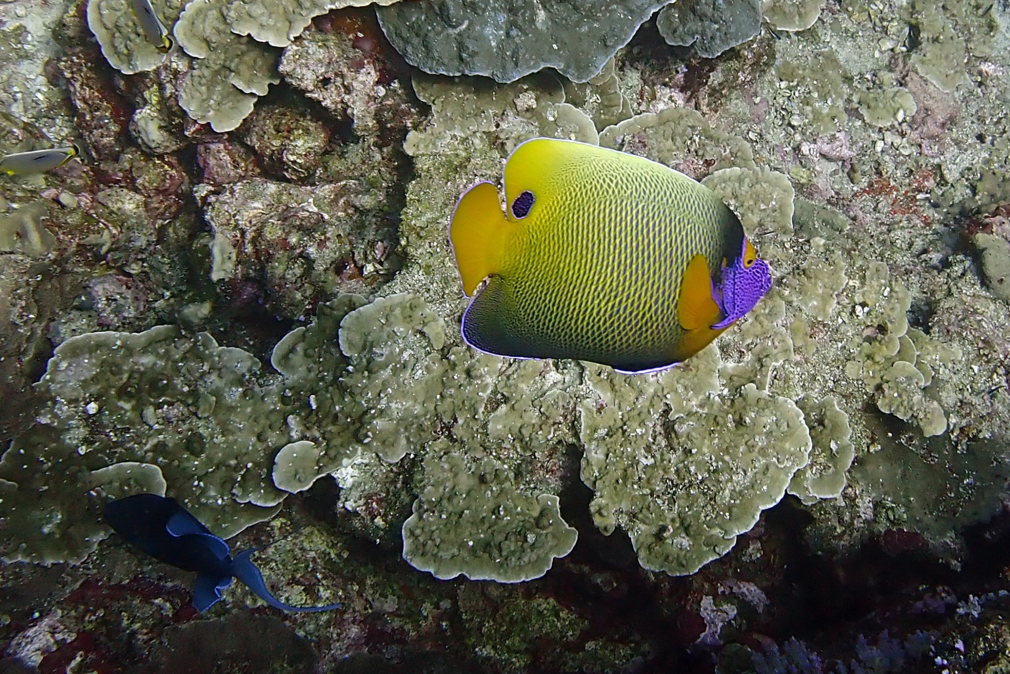 Koh Bon Similan Islands, Thailand