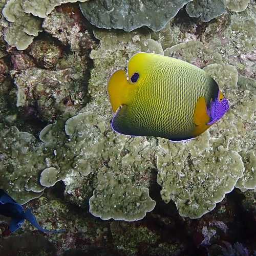 Koh Bon Similan Islands, Thailand