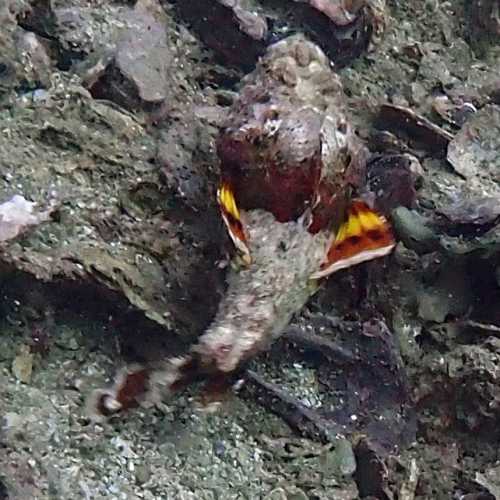 Devil Scorpion Fish