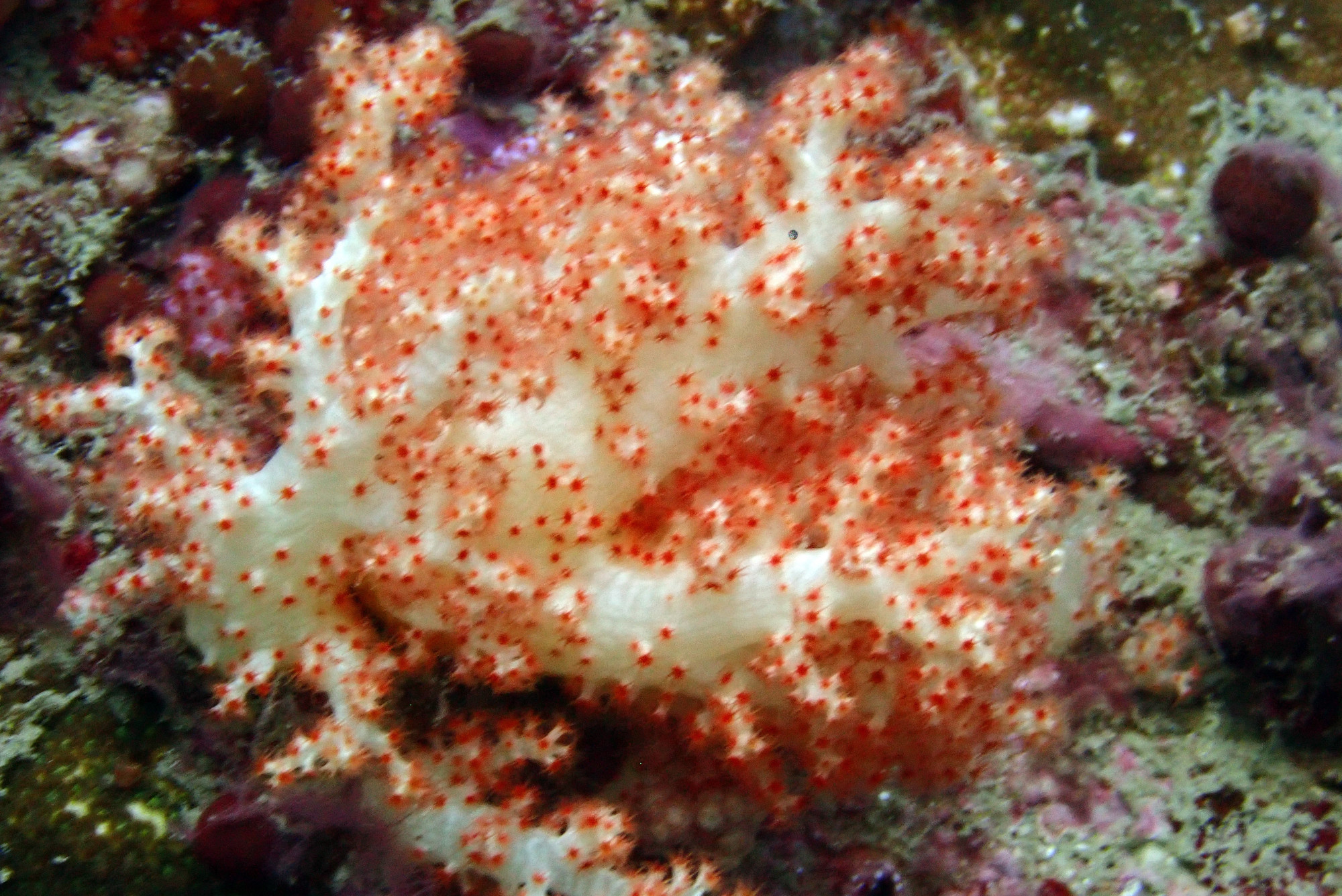 Mushroom Rock Koh Phi Phi, Thailand