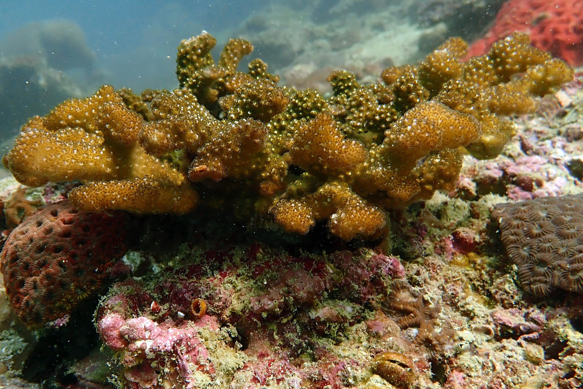 Hard Coral