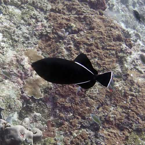 Koh Bon Similan Islands, Thailand