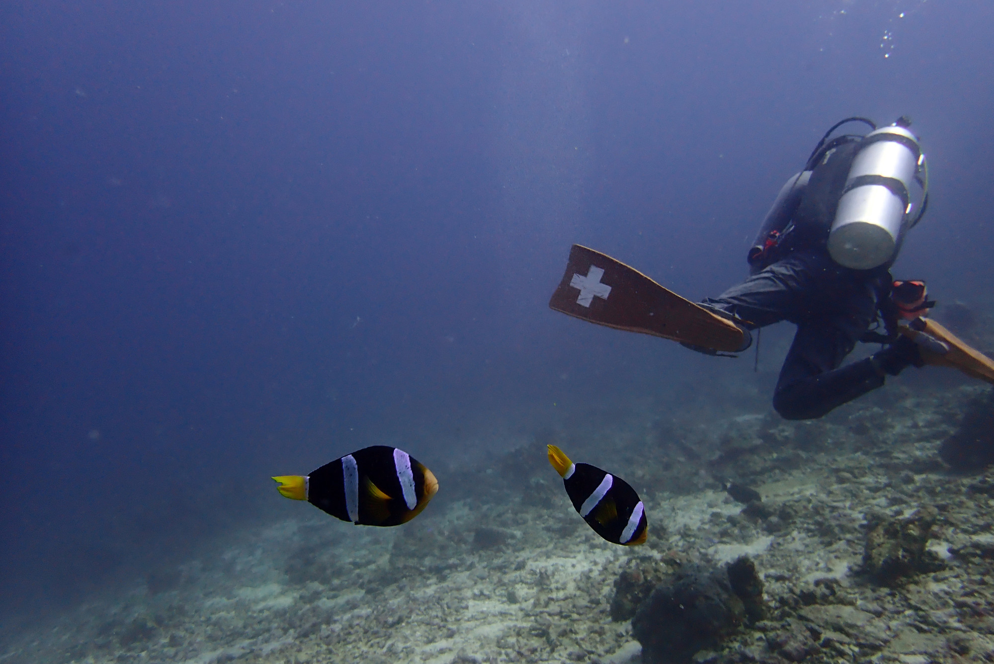 Koh Bon Similan Islands, Thailand