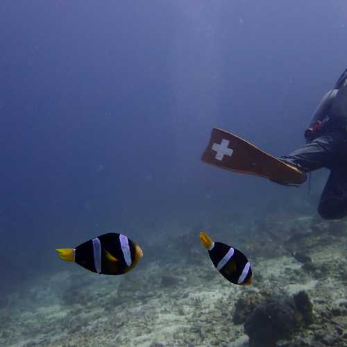 Koh Bon Similan Islands, Thailand