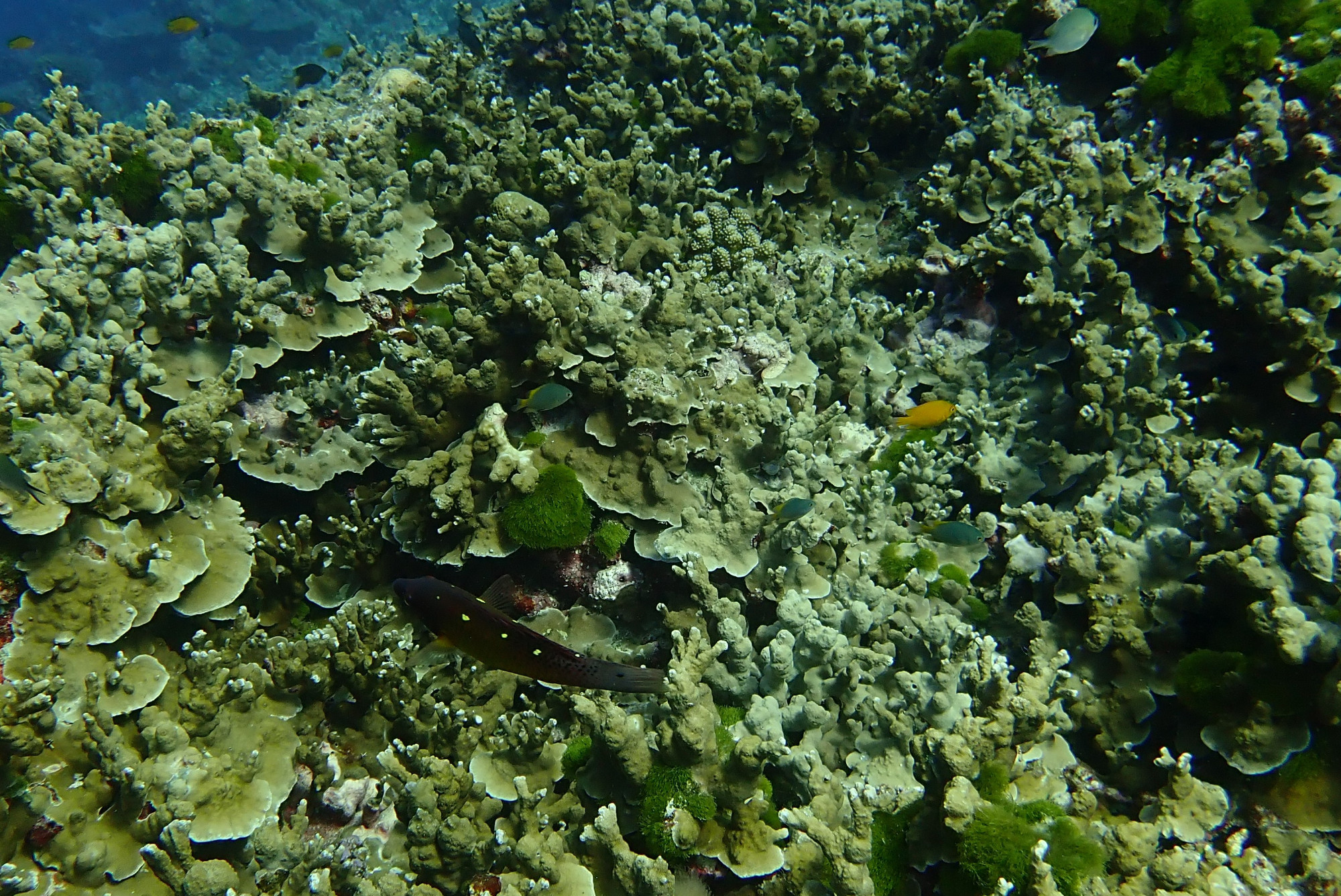 Three Trees Dive site Similan Islands, Thailand