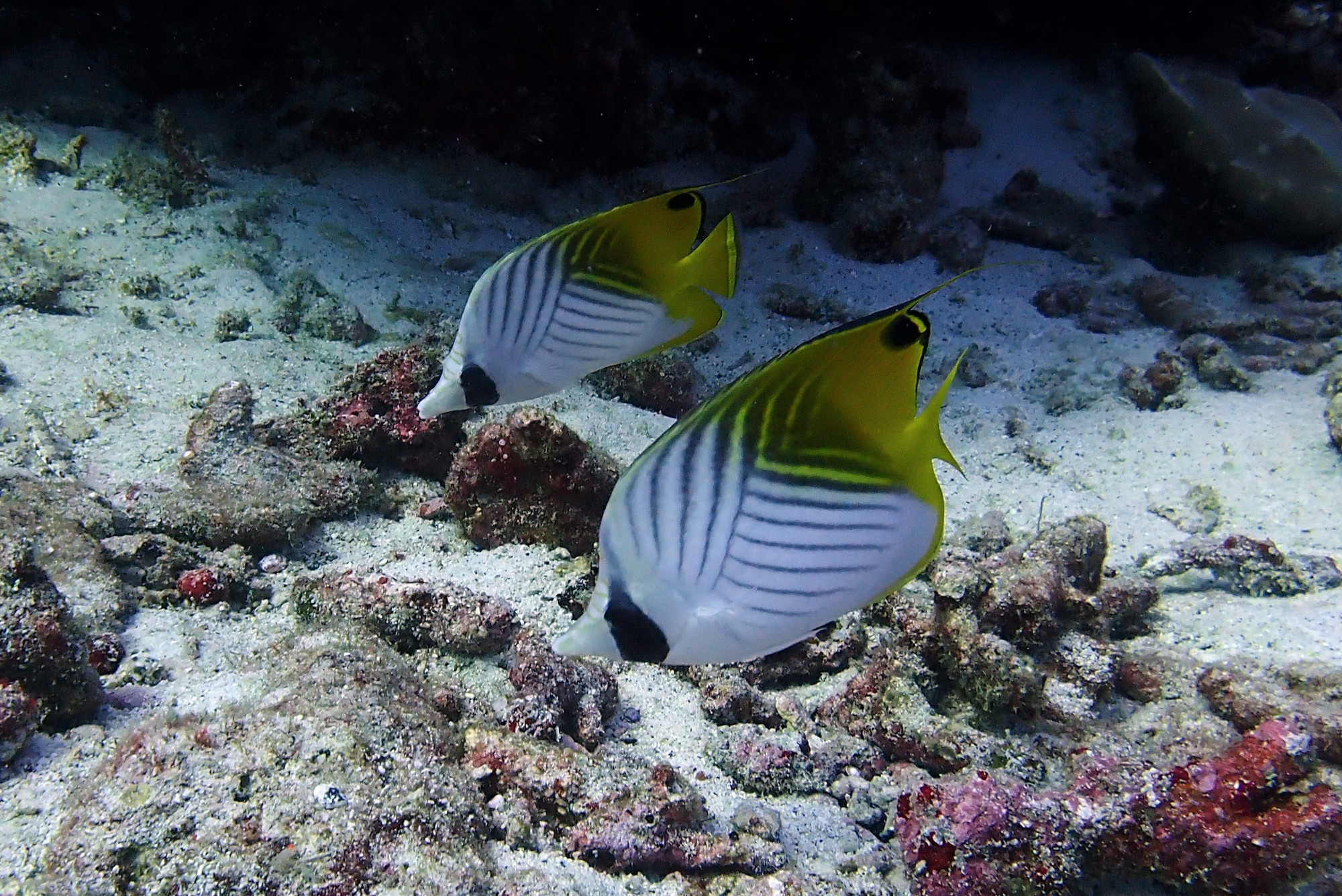 Koh Bon Similan Islands, Thailand