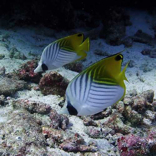 Thread Fin Butterfly Fish