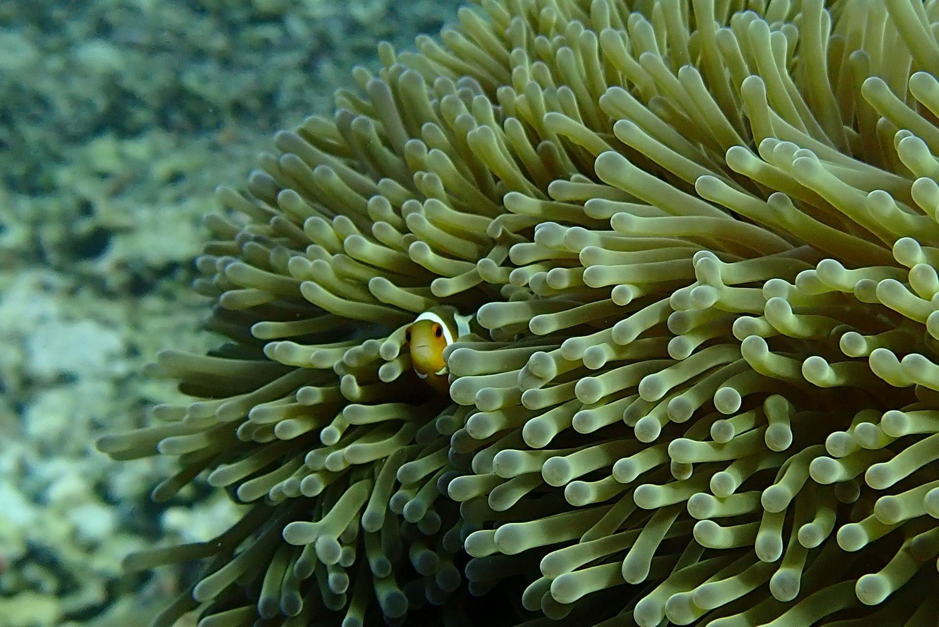 Three Trees Dive site Similan Islands, Thailand