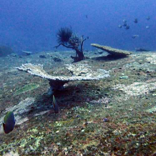 North Point Dive Site Similan Islands, Thailand